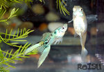 guppy1
