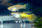guppy2