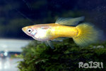guppy2male