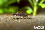 Wild Red Tiger shrimp