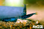 orange eyes blue tiger shrimp