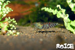 Green tiger shrimp