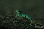 light blue tiger