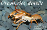 Orconectes-durelli-02