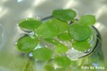 
Limnobium laevigatum 