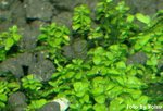 Hemianthus callitrichoides
