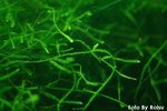 Java moss
