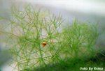 Nitella flexilis