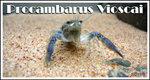 PV male