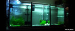 12inch-start-breeding-tanks