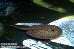 Male motoro