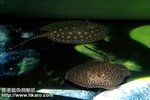 Male motota catching Shrimps to eat