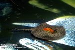 Hi Goldfish!! Dont get too close to me!!