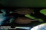 My Motoro rays a pair