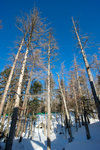 aNE_0540