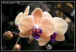 _DSC1204a