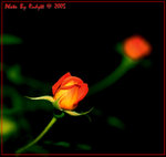 DSC_1877______