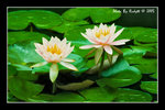 DSC_4100 copy
