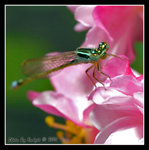 _DSC3670______