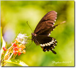 Insect-0939