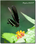 Insect-0957