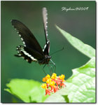 Insect-0958