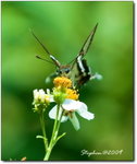 Insect-0966