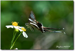 Insect-0970