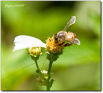 Insect-1044