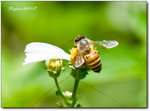 Insect-1045