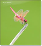 Insect-1062