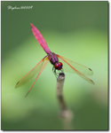 Insect-1083