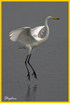 HKBIRD_1021_06