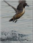 Duck001