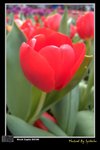 flower01