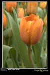flower02