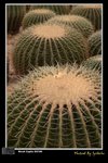 flower03