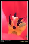 flower05
