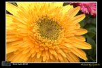 flower06