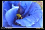 flower07