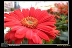 flower08