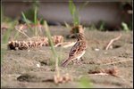 IMG_6333