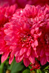 DSC_9469a
