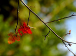 DSC_7344a