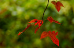 DSC_7557a