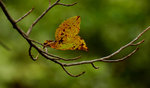 DSC_7604a