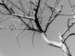 DSC_0364a