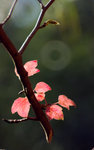DSC_0440a