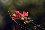DSC_0532a