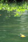 _DSC0267a